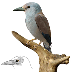 Life reconstruction of the new roller-like bird from the Danish Mo-Clay. Credit: Estelle Bourdon, Natural History Museum of Denmark.